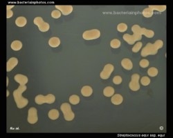 streptococcus equi on tryptic soy agar